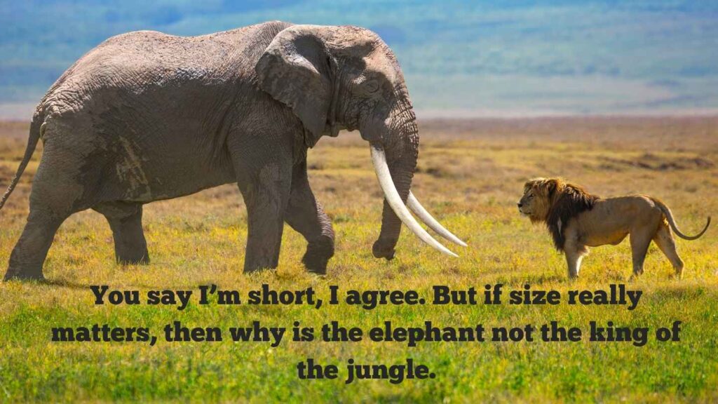 King Attitude Shayari in English